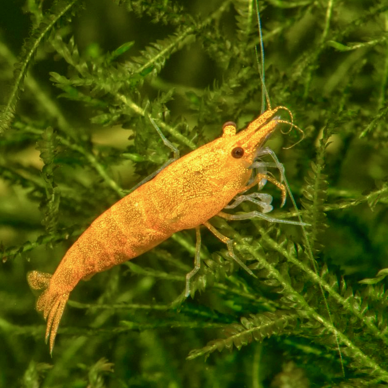 Diverse fische